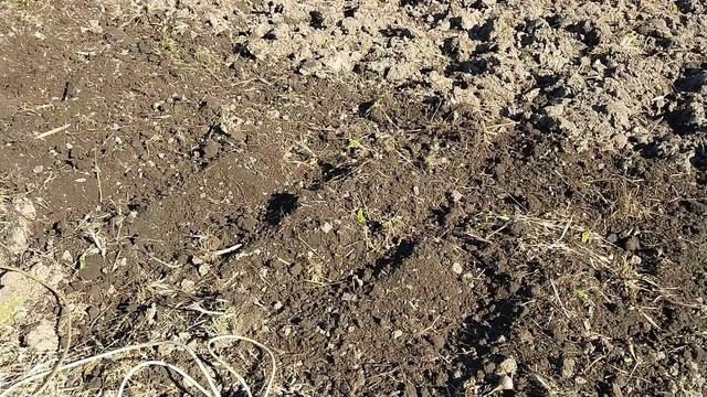 САМЫЙ ПРОСТОЙ СПОСОБ ПОСАДКИ ЧЕСНОКА | СЕКРЕТЫ ОТ КОРЕЙСКОЙ БАБУШКИ смотреть онлайн