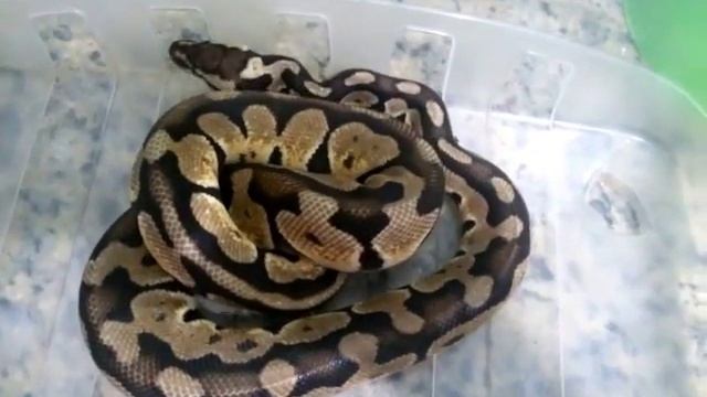 Male Pastel Ball Python close up смотреть онлайн