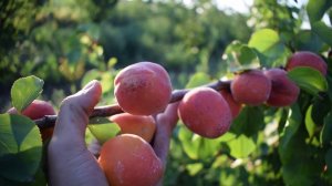 Абрикос Фарбели (10 августа 2018) - Агро Сад