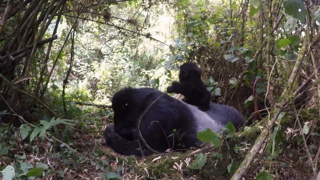 Rwanda Mountain Gorillas - Gorilla Trekking To The Muhoza Family In Volcanoes National Park