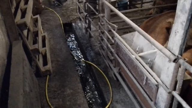 Навожу порядки в свинарнике после работника. Откачиваю сливную яму. смотреть онлайн