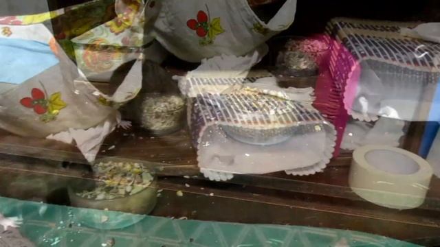 Ночной доЖор! Дикие крысы на выгуле, или что будет если слишком дого чистить клетку. (Wild Rats) смотреть онлайн
