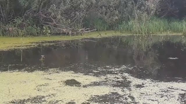Ловля краснопёрки на попловочную удочку.