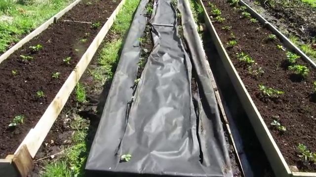 С Днем Победы! Весенняя обработка земляники и первая подкормка.