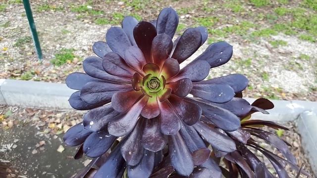 How to grow Aeonium arboreum смотреть онлайн