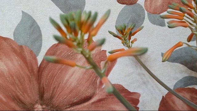 Как цветет алоэ смотреть онлайн