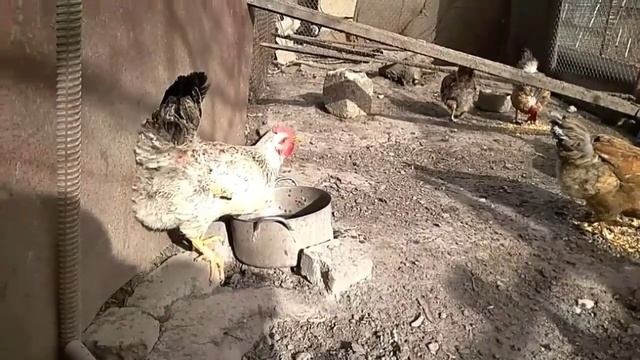 Освободила курицу из заточения/Рваная рана у курицы/Как поведут себя куры смотреть онлайн