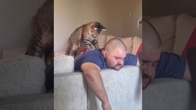 массаж кота смотреть онлайн