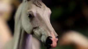 ОБЗОР коллекция лошадей COLLECTA