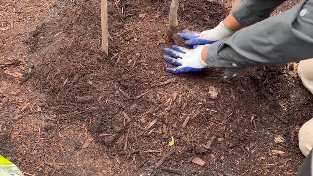 Backyard Idea | Grow Your Own Orchard: How to Plant Fruit Trees from Online Nurseries смотреть онлайн