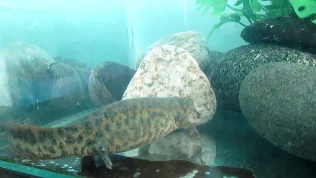ТРИТОНИХА))). водная ящерица. смотреть онлайн