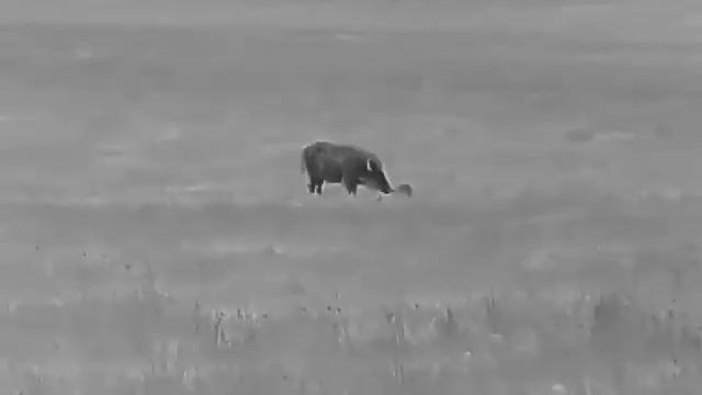 Night Pearl Seer 50 Plus (no) hunting Wild Boar 11 смотреть онлайн