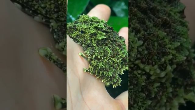 ? Мшистые лягушки или лишаистые веслоноги смотреть онлайн