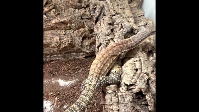 Kimberley rock monitor lays first clutch 12/31/22 смотреть онлайн