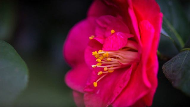 Die Kamelie (Camellia japonica) - richtig schneiden, gießen, pflegen, überwintern und düngen! смотреть онлайн