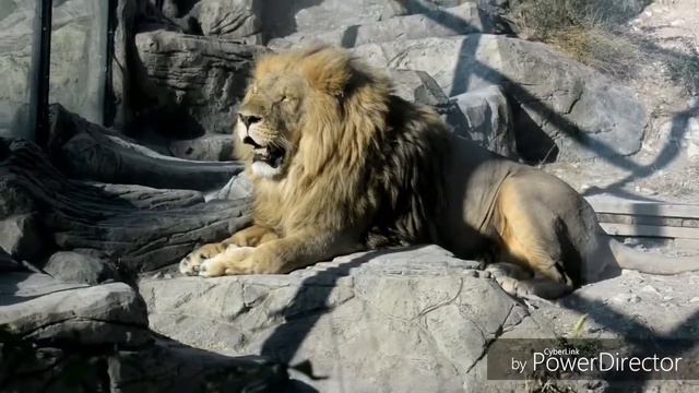 Сафари-Парк, город Геленджик. Львы и Тигры. смотреть онлайн