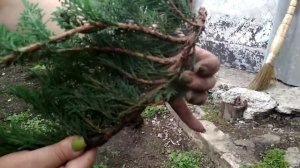 Лёгкий способ укоринения можжевельника.