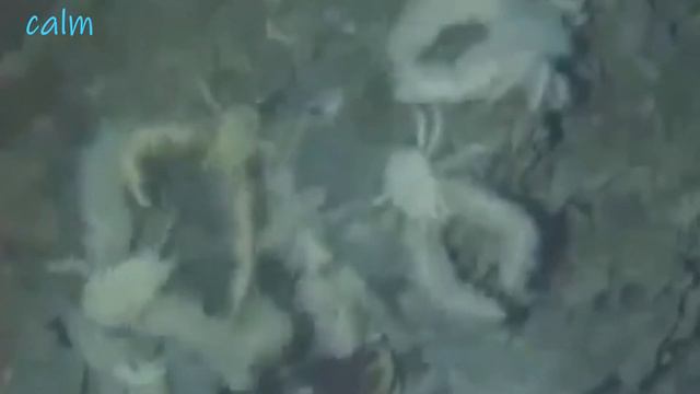 5 необычных обитателей океана смотреть онлайн