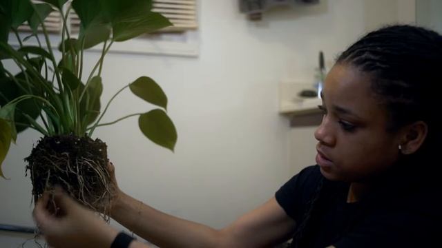 How To Repot A Houseplant? [Emerald Gem Aka Homalomena]