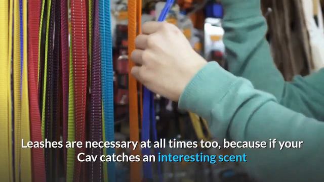 Cavalier King Charles Spaniel | Most Popular Dog Breeds In The World Series!!