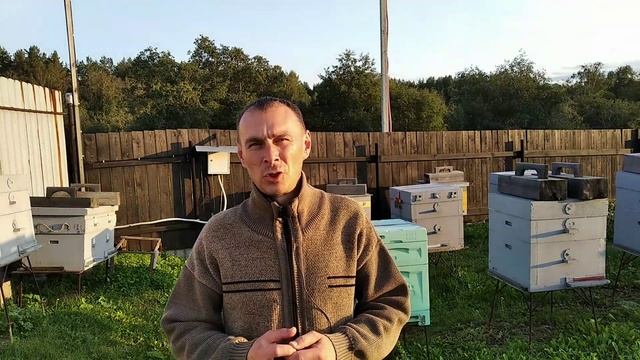 как правильно закормить пчел в зиму сахарным сиропом