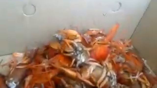 раки в миролюбовке смотреть онлайн