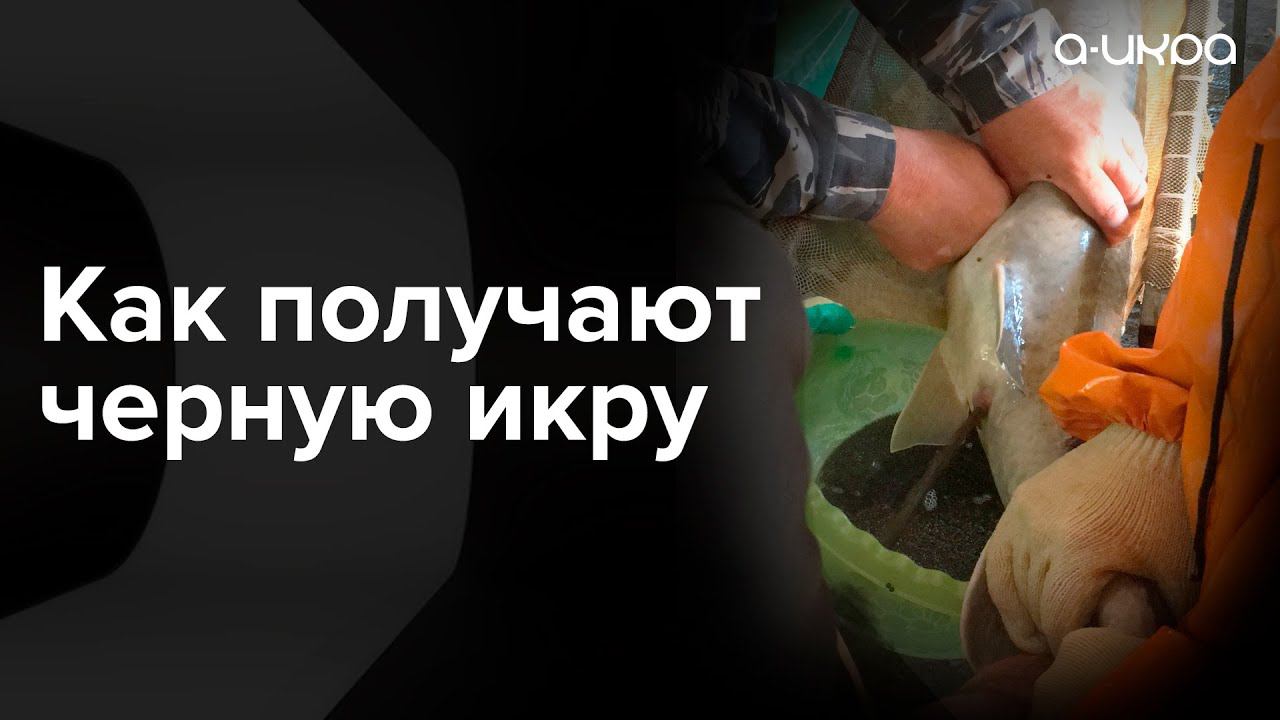 Как происходит дойка осетра / Получение икры #shorts смотреть онлайн