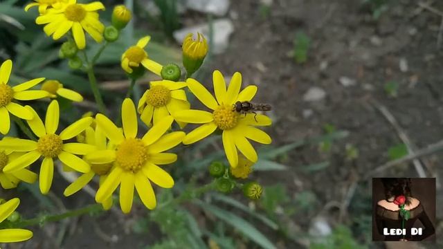 МОЯ КЛУМБА в МАЕ (03.05.2020) смотреть онлайн