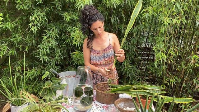 Sansevieria, Marimo and more! How to Transplant, Propagate & Display смотреть онлайн