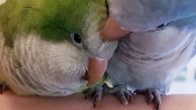 ИМЕННОЙ УРОК ДЛЯ ПОПУГАЯ ПО ИМЕНИ КЕНЯ. УЧИМ ПОПУГАЯ ГОВОРИТЬ: " КЕНЯ -- ХОРОШАЯ ПТИЧКА!" смотреть онлайн