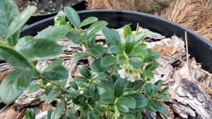 Брусника садовая "Коралл". Первое цветение молодого саженца.