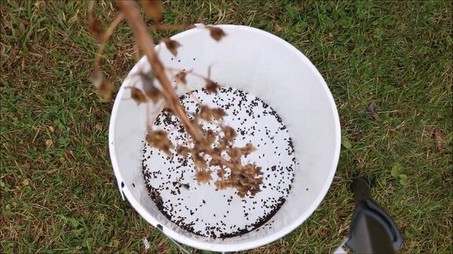 How to Collect and Save Delphinium (Larkspur) Seeds from Flowers смотреть онлайн