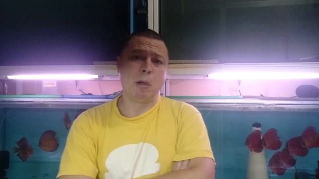 Жёлтые дискусы . Дискусы Одессы. смотреть онлайн