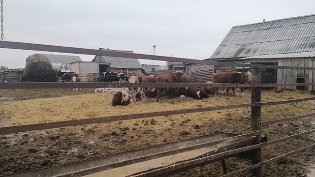 Содержание бычков в нашем хозяйстве смотреть онлайн