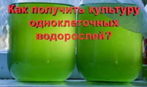 Разведение одноклеточных водорослей. Как получить культуру?