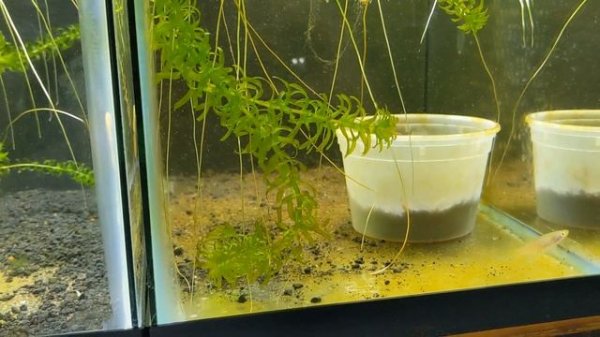 Notho Killifish Breeding! How to Breed and Hatch Nothobranchius Rachovii in Peat Moss