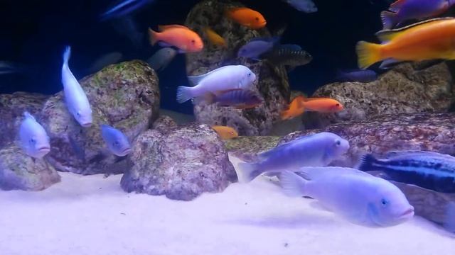 Свет для аквариума смотреть онлайн