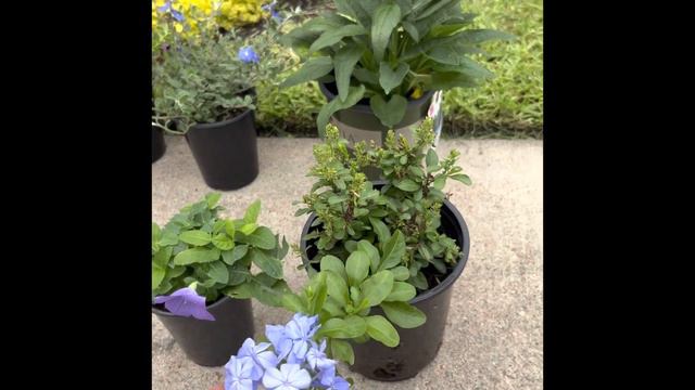 Lowe’s Summer 2023 plant tour| What popped out at me and what I bought! смотреть онлайн
