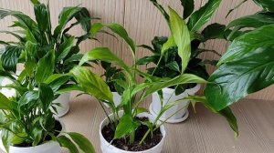 Спатифиллум Теряет Цвет