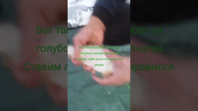 Капчагай голубой залив клёв отличный зимний сезон Рыбалки открыт продолжение видео будет позже смотреть онлайн