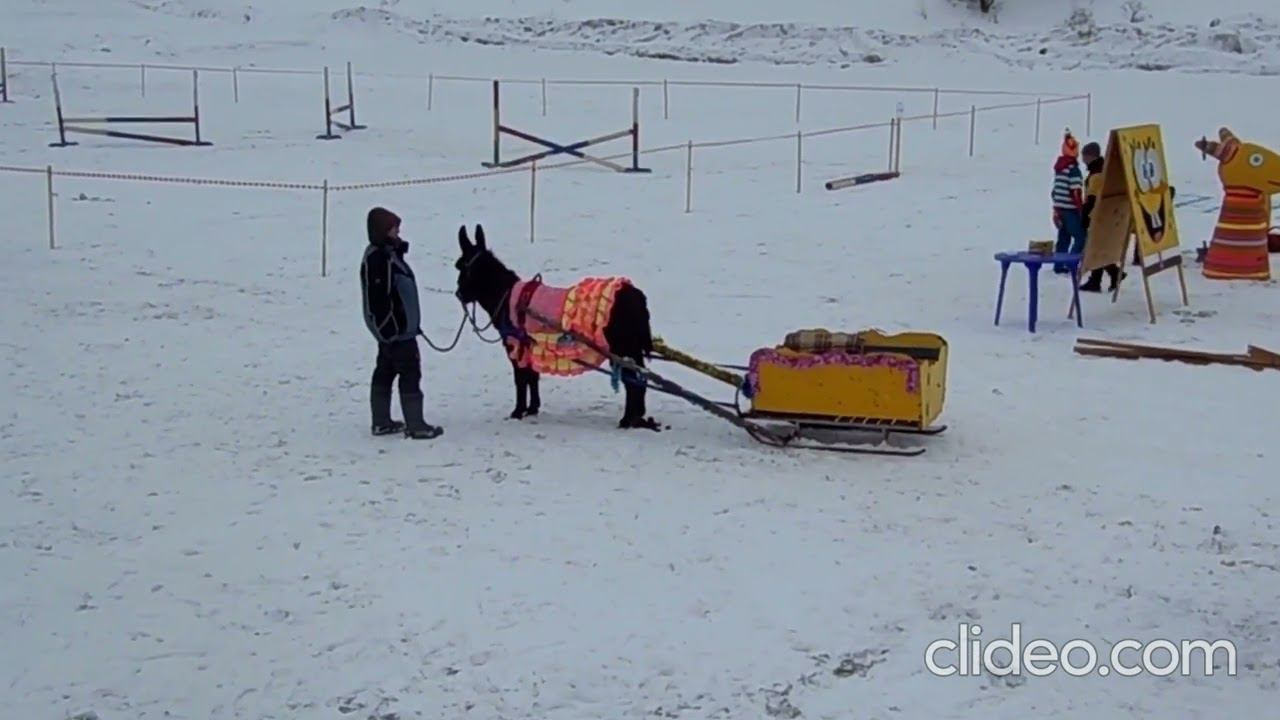 Соревнования рысистых лошадей. Часть 1 смотреть онлайн