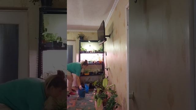 утро началось с полива ? Полив моих растений ?Это лишь 70% растений что я вам показала ? смотреть онлайн