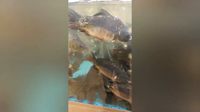 Живой рыба карп смотреть онлайн