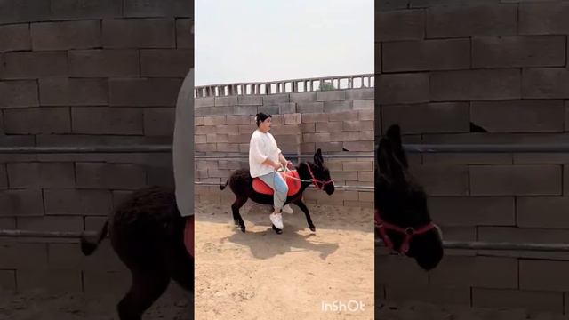 The donkey is small but strong. It can even run смотреть онлайн