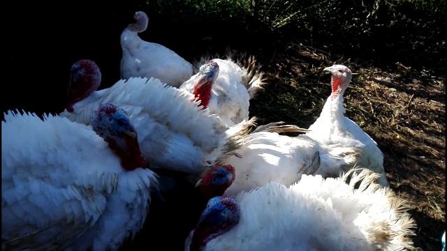 Индюки Хайбрид Конвертер , четырёх месячные смотреть онлайн