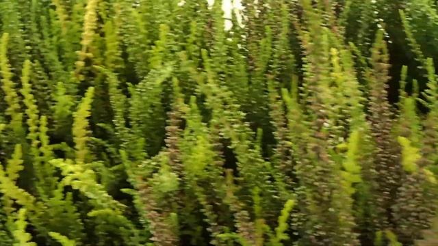 Calluna vulgaris mix смотреть онлайн