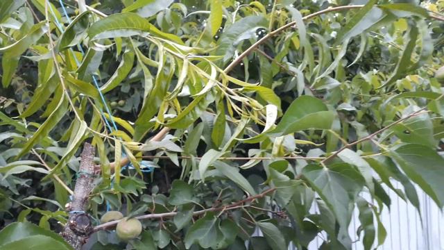 Персики на абрикосі: результат щеплення (пагони), 2019 рік смотреть онлайн