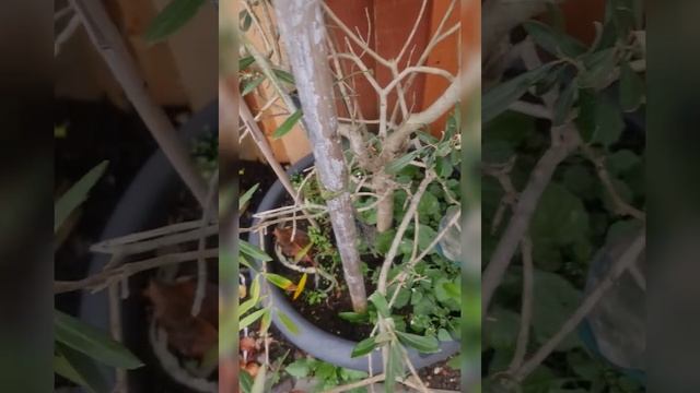 Olea Europaea:  Olive In UK ??