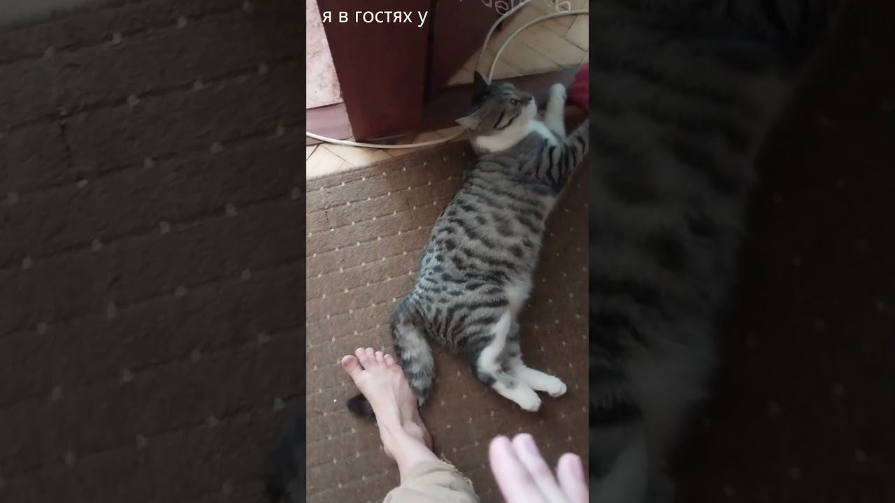 я в гостях у kibergleb #legendary #legendaryanimals #shorts смотреть онлайн