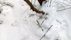 Проверка капканов на зайца.